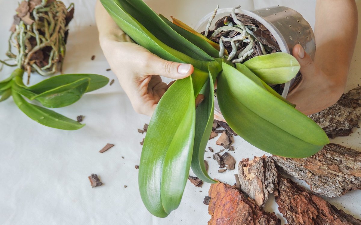 Как пересадить орхидею сорта фаленопсис